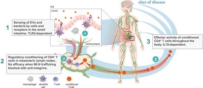 Harnessing the small intestinal axis to resolve systemic inflammation